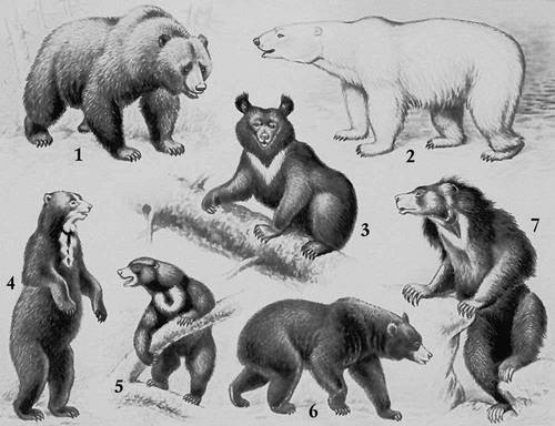 Research 25/06/2012: Где пасутся медведи?!