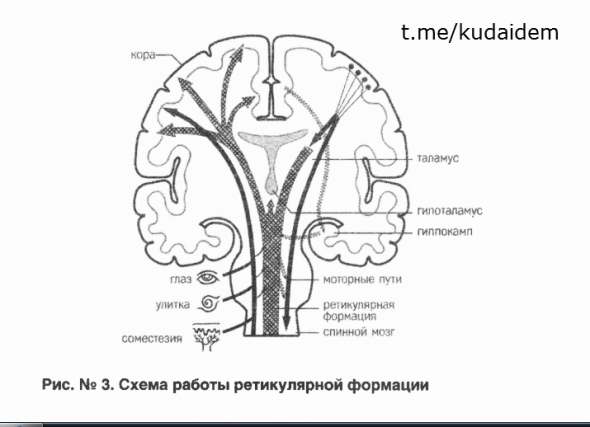 Красная таблетка-2. Вся правда об успехе Андрей Курпатов Саммари книги. Часть 4. Энергия бьёт. ПЕЙСМЕЙКЕРЫ ГОЛОВНОГО МОЗГА. Энергия ретикулярной формации