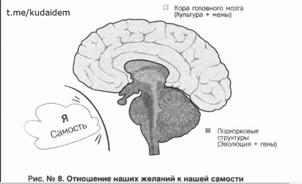 Красная таблетка-2. Вся правда об успехе Андрей Курпатов Саммари книги. Часть 6. Глава 2. Знаю и хочу. «Принцип доминанты» Три фундаментальные ошибки. Интоксикация гуманизмом