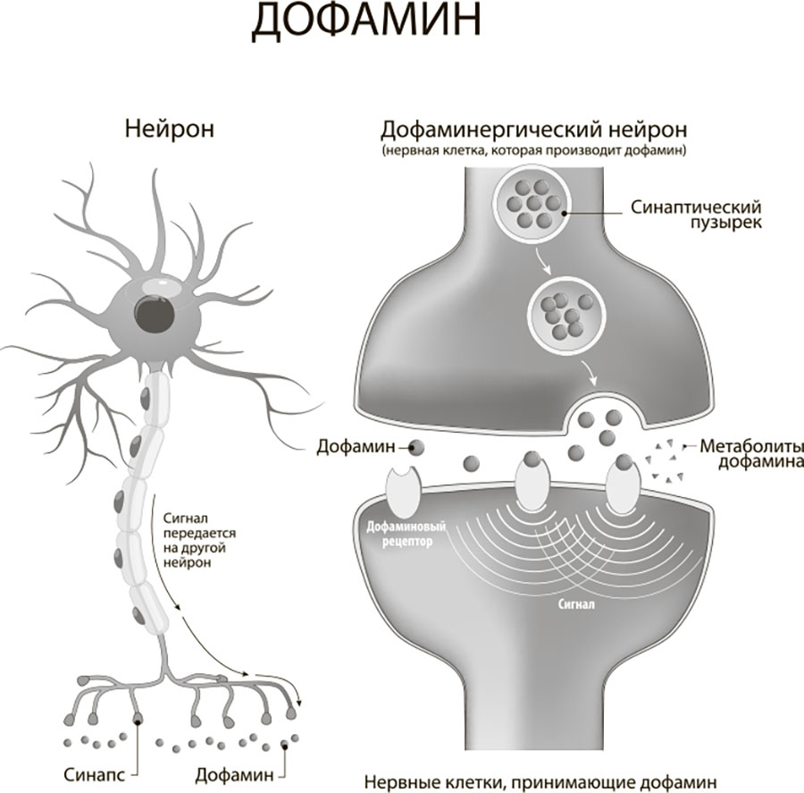 Наш мозг в эпоху катаклизмов. Мозг и сахар. Мозг и Алкоголь. Мозг и  движение. Плацебо.