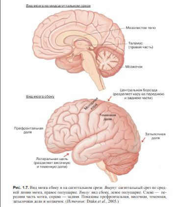 МОЗГ. ПОЗНАНИЕ. РАЗУМ. ВВЕДЕНИЕ В КОГНИТИВНЫЕ НЕЙРОНАУКИ. Глава 1 Психика и мозг. Прижизненные исследования мозга. Биологическая природа когнитивной деятельности и эмоций.
