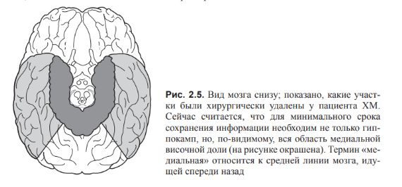 ВВЕДЕНИЕ В КОГНИТИВНЫЕ НЕЙРОНАУКИ. Глава 2. Концептуальная структура когнитивной нейронауки.