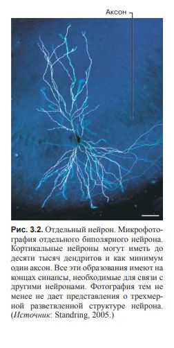 ВВЕДЕНИЕ В КОГНИТИВНЫЕ НЕЙРОНАУКИ. Глава 3. Нейроны и связи между ними.