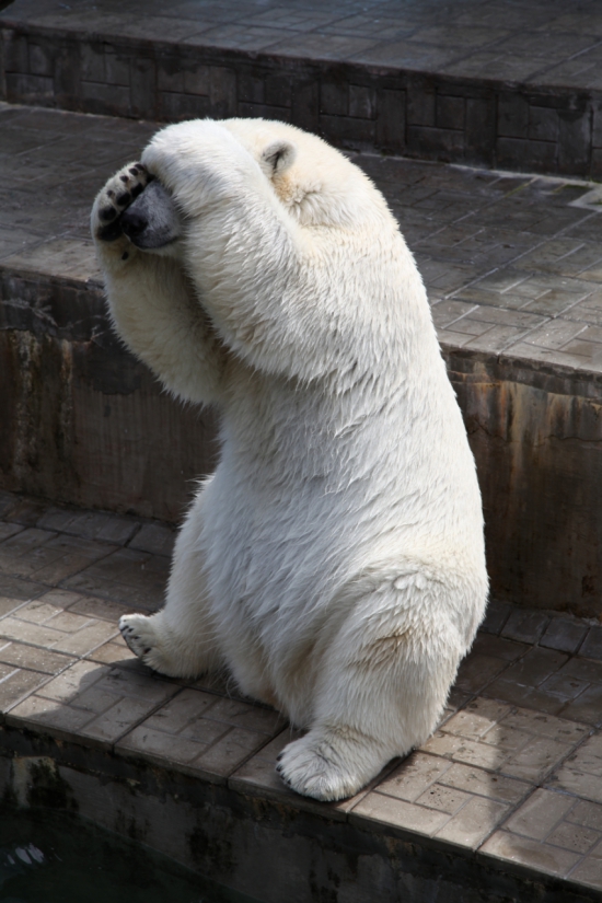 Танцуем веселый танец на спинах биржевых медведей!