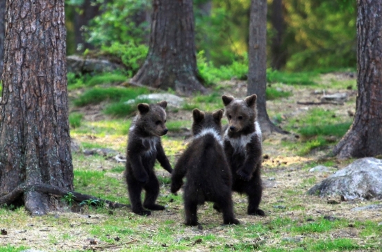 Медвежьи настроения растут