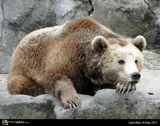 Американские «медведи» соскучились по 5% коррекции