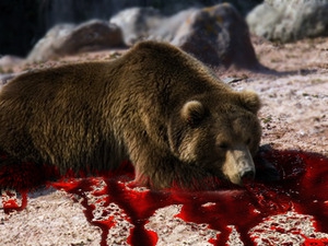 Убийство медведя