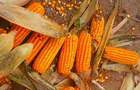 Рынок кукурузы – победа потребителя или фермера?
