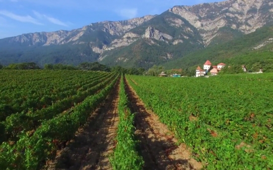 Виноградарство России | Крыма