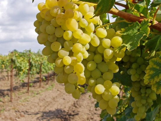 Производство саженцев винограда в России