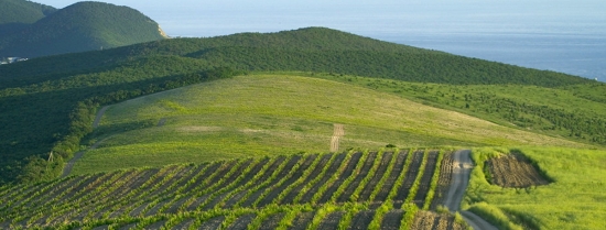 Производство саженцев винограда в России