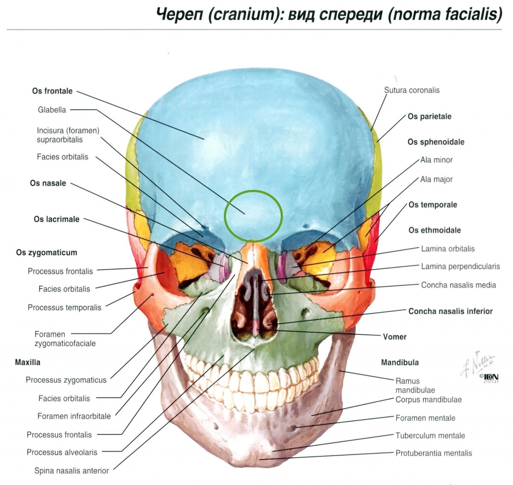 В правом черепе. Кости лицевого черепа строение. Кости черепа человека анатомия. Лицевой отдел черепа на латыни. Череп строение анатомия кости.