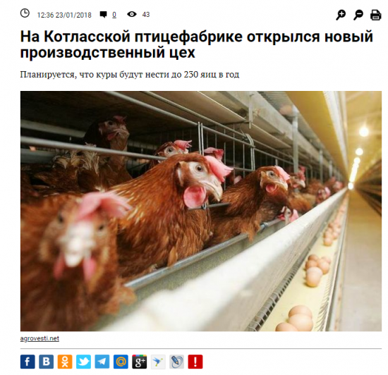 Мясо птицы. Россия вышла на самообеспечение.