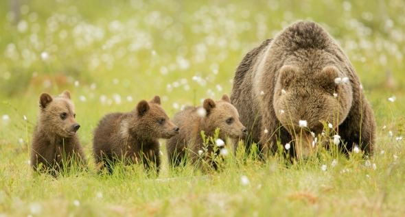 Медведи расплодились. Сколько в России диких зверей?