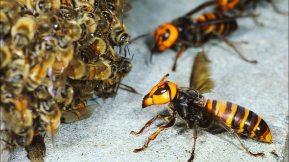 Падение ВВП России в I полугодии / Азиатские шершни убивают пчёл и людей / Мята спасает от облысения