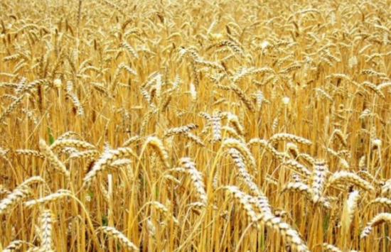 Крым начал экспортировать зерно в Саудовскую Аравию и на Кипр