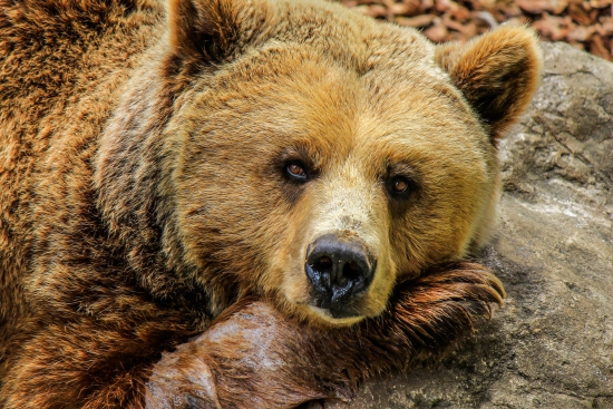 5 причин начала медвежьего рынка
