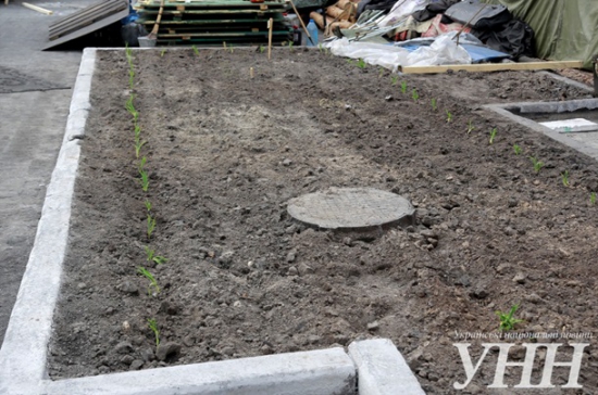 На Майдане посадили огород и строят свинарник