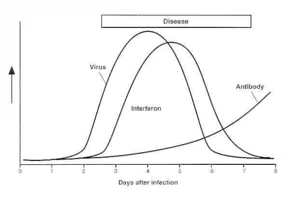 Наука! Как происходит заражение вирусом и как реагирует иммунитет