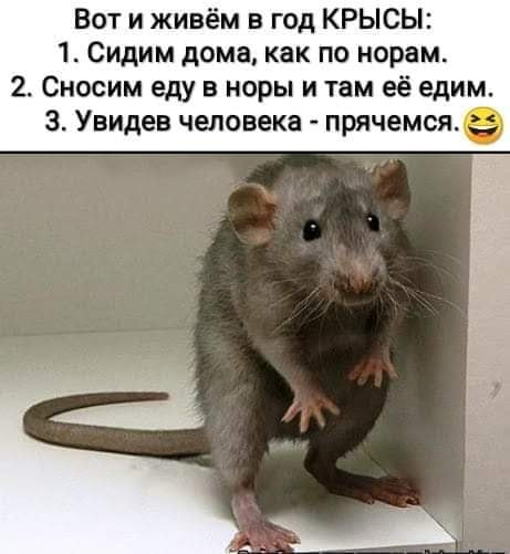 Коронавирус и год Крысы