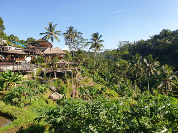 Впечатления от трейдинга на острове Бали