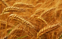 Торговля фьючерсами на пшеницу: возможны проблемы с урожаем