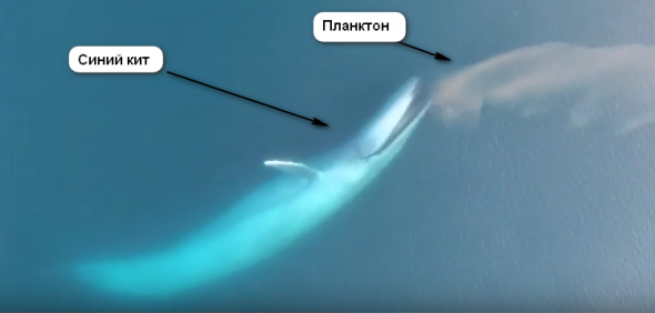 Трейдинг - игра в планктон и синего кита. Спасибо Николаю Скригану!