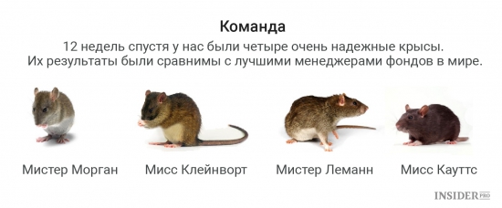 Крысы торгуют не хуже лучших управляющих