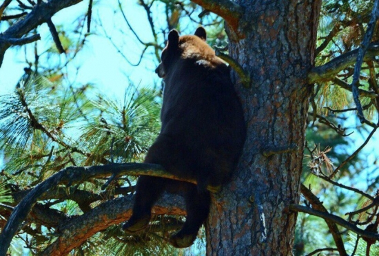 Когда медведь устаёт от лесной суеты, он забирается на дерево, садится на сук и думает о тщетности бытия.