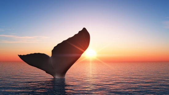 С «китов» сняли все обвинения в падении цены Биткоина