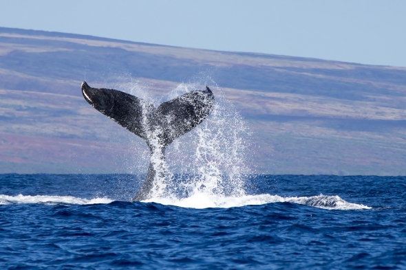 Исследование: киты не оказывают значительного воздействия на стоимость Биткоина