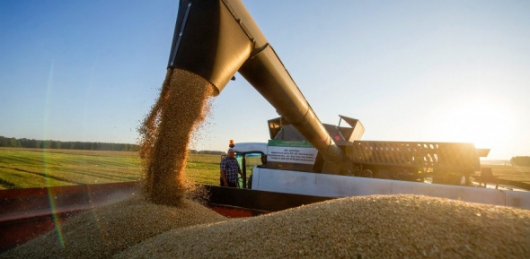 Уровень сбора пшеницы в РФ держит цены на хлеб