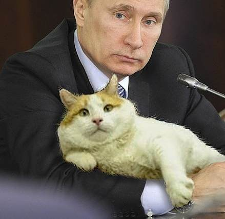 Кот Путина Фото